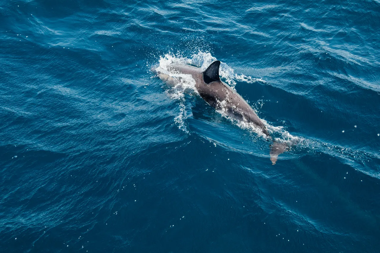 View of dolphins in the water